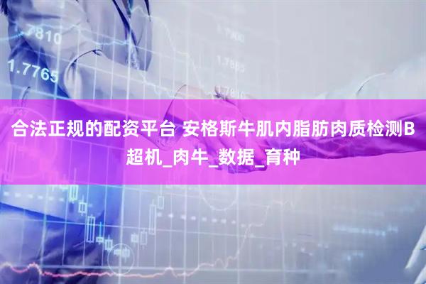 合法正规的配资平台 安格斯牛肌内脂肪肉质检测B超机_肉牛_数据_育种